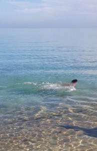 Australia swimming ocean
