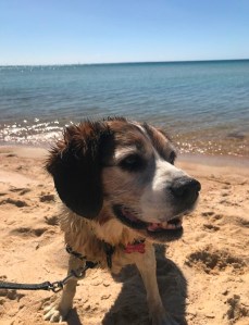 captain beagle beach RIP