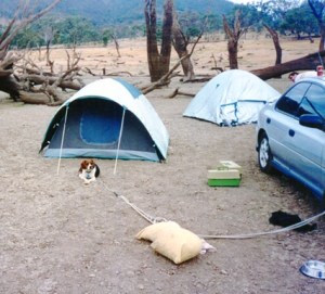 captain beagle camping RIP