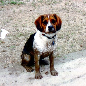 captain beagle camping RIP