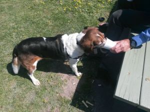 captain beagle coffee RIP