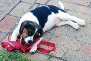 captain beagle puppy RIP