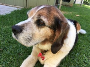 captain beagle RIP