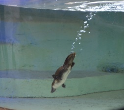 platypus Healesville Sanctuary