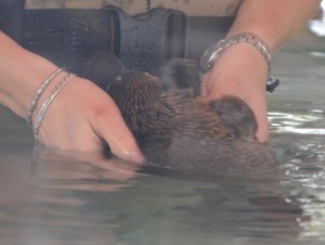 platypus Healesville Sanctuary