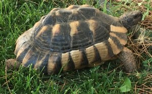 crete, greece, tortoise