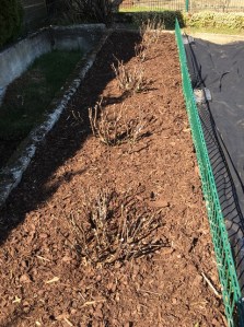 garden protected from giersch