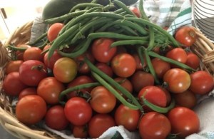 fresh grown veges - tomatoes and beans