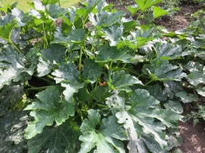 Garden zucchini