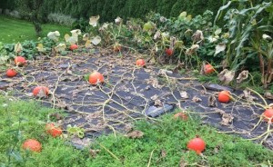 Garden pumpkins corn