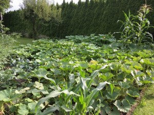 Garden pumpkins corn