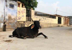 Cows on road in India