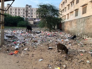 India rubbish pigs cows