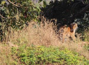 Tigers at Ranthambore national park