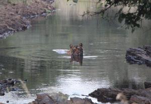 Tigers at Ranthambore national park