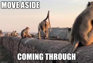 india monkey meme