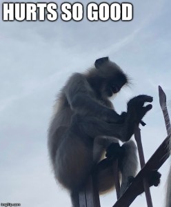 india monkey meme