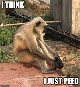 india monkey meme