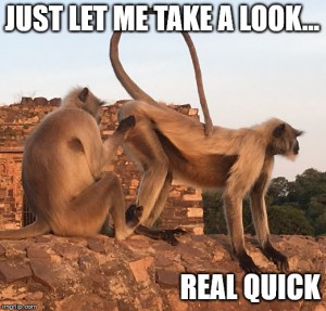 india monkey meme