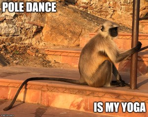 india monkey meme