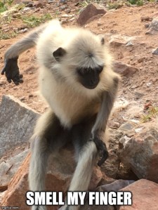 india monkey meme
