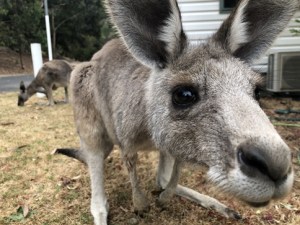 Grampians Kangaroos