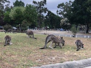Grampians Kangaroos