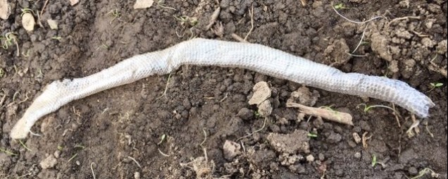 snakeskin in my garden