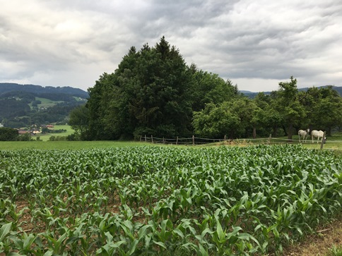 Wolfsberg countryside