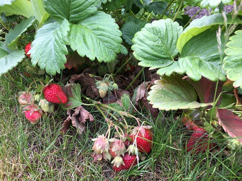 strawberries
