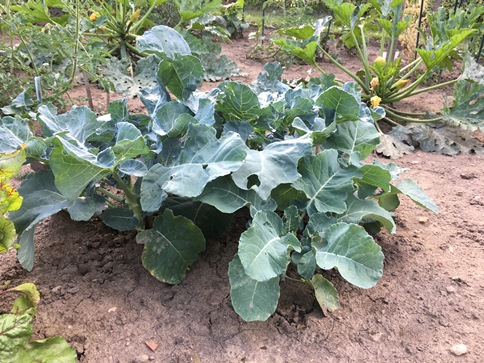Veggie garden brocolli