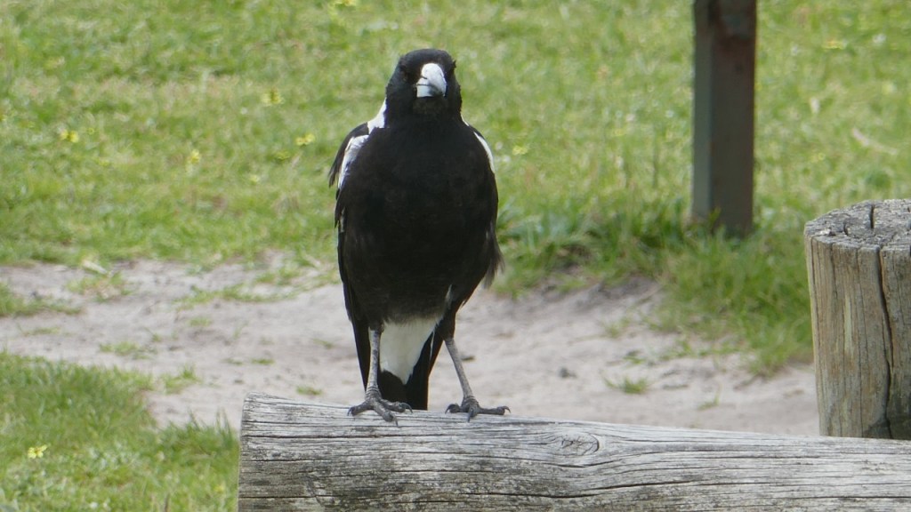 magpie