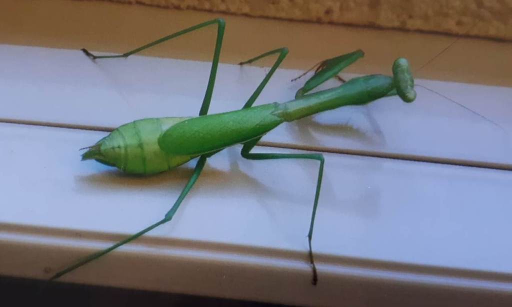 praying mantis