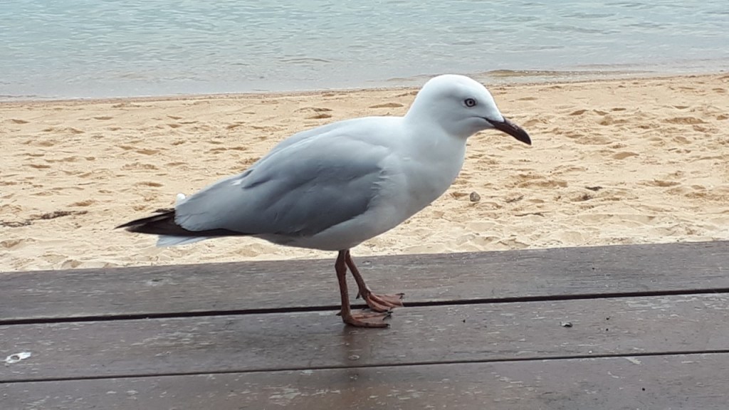 seagull