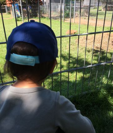 petting zoo - capybara