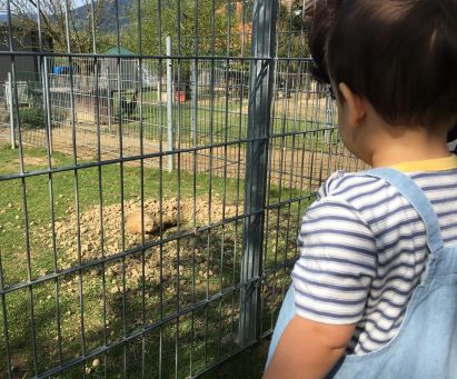 Petting zoo - prairie dogs
