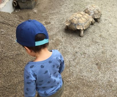 Petting zoo - turtles