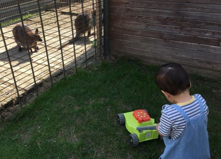 Petting zoo - wallabies