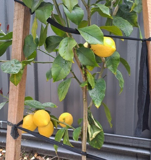 lemon tree